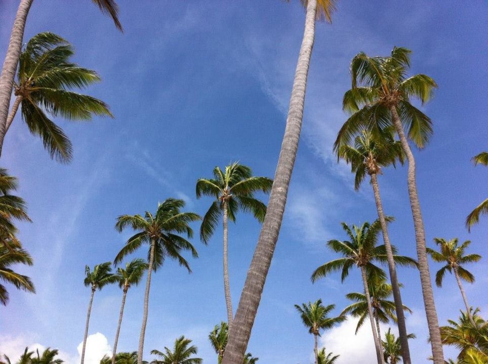 Tolle Palmen bei traumhaftem Wetter Hotel Riu Palace Macao - Adults only