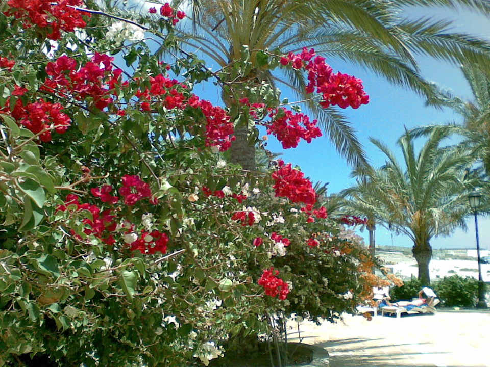 Garten SBH Costa Calma Beach Resort