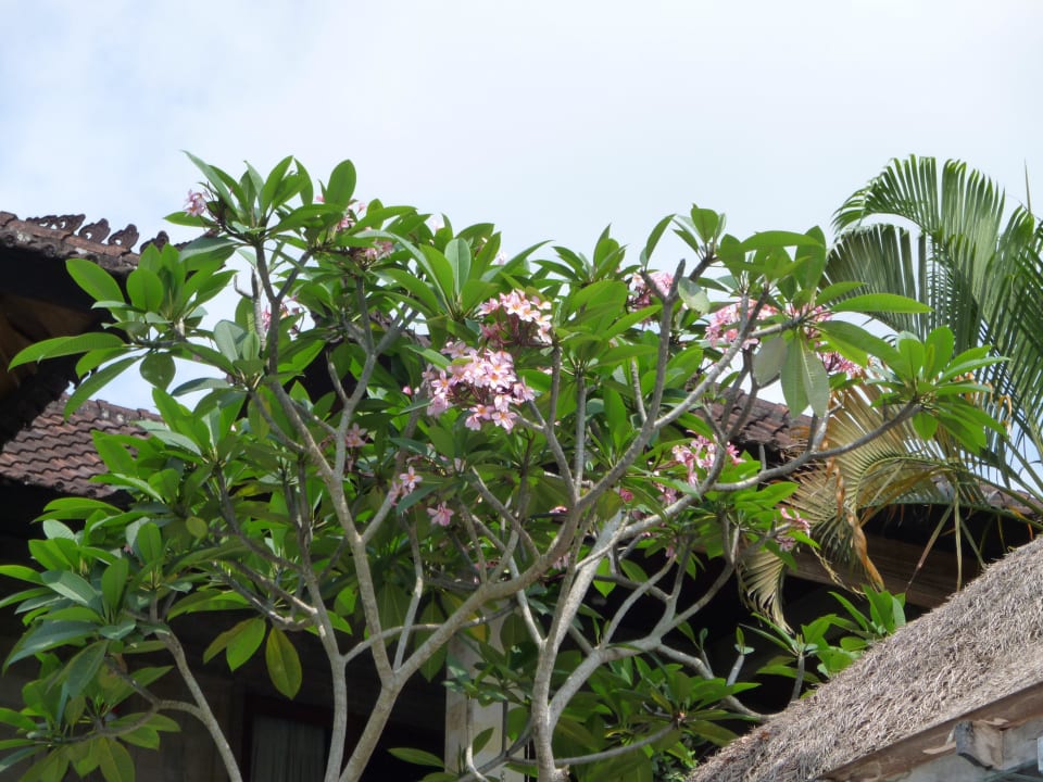 Garten Ubud Village Hotel