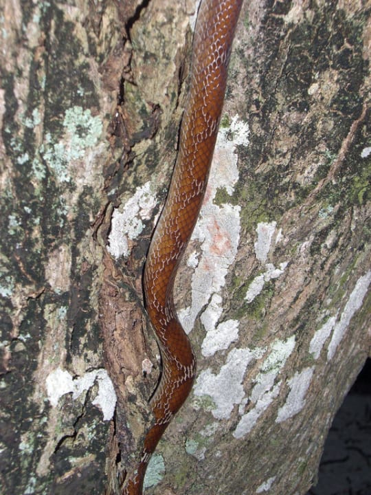 Natter! sieht man aber seeehr selten Kuramathi Maldives