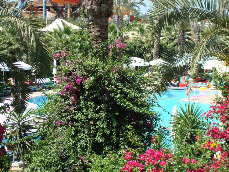 Blick zum Animationspool Calimera Hane Garden