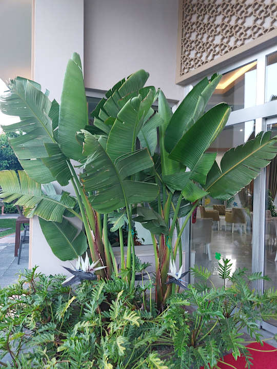 Gartenanlage Sun Club Hotel