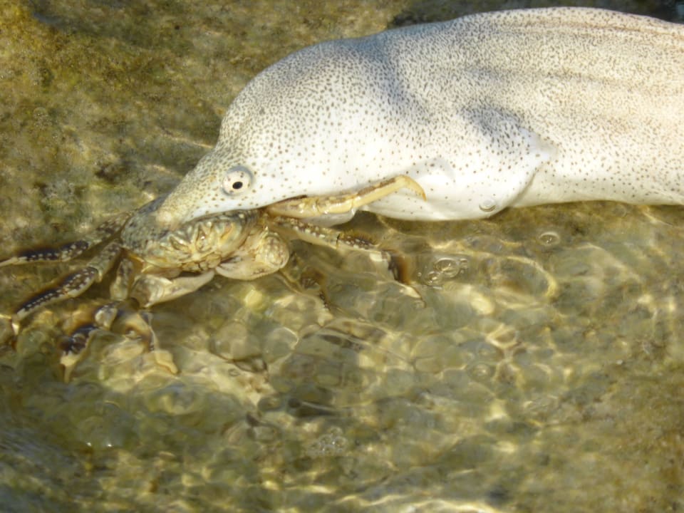 Schnapp Dich Summer Island Maldives