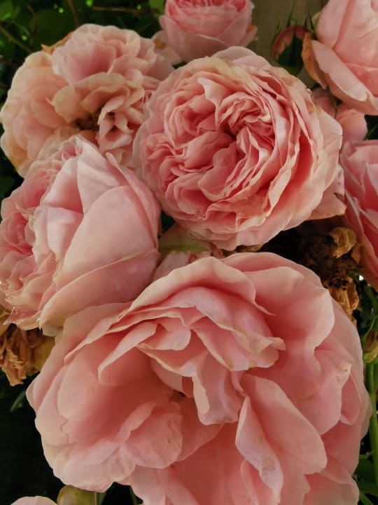 Gartenanlage Aktivhotel Alpendorf