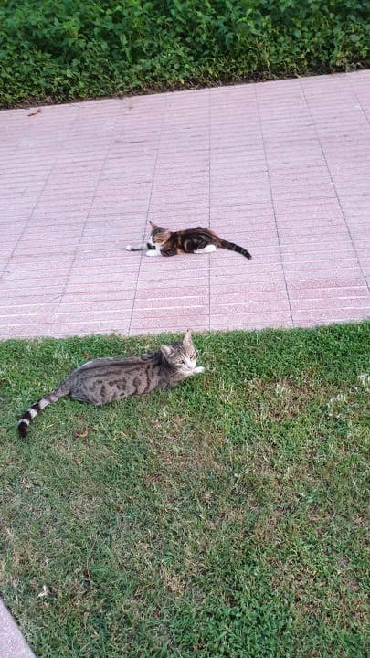 Ausblick Can Garden Beach