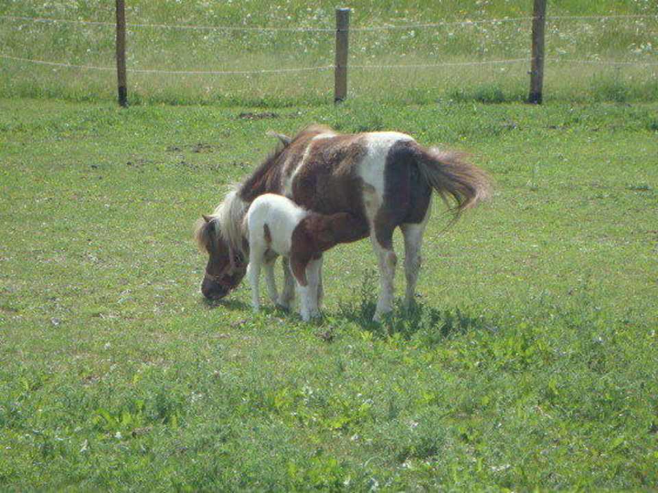 Unsere Minipferde Winnewieser Hof