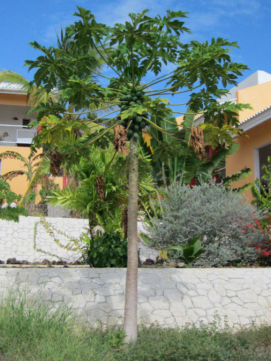Papaya Baum mit vielen Früchten Don Genaro Apartments