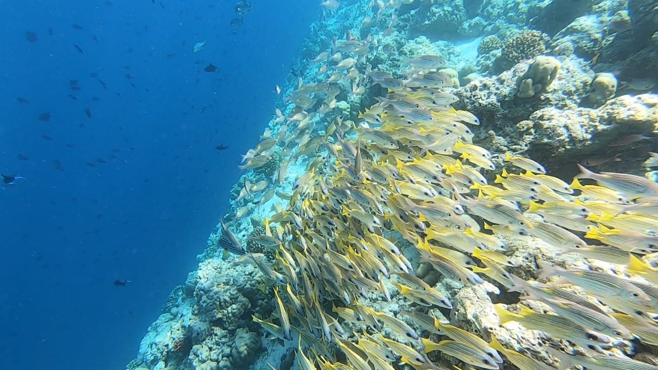 Sport & Freizeit NH Collection Maldives Reethi Resort