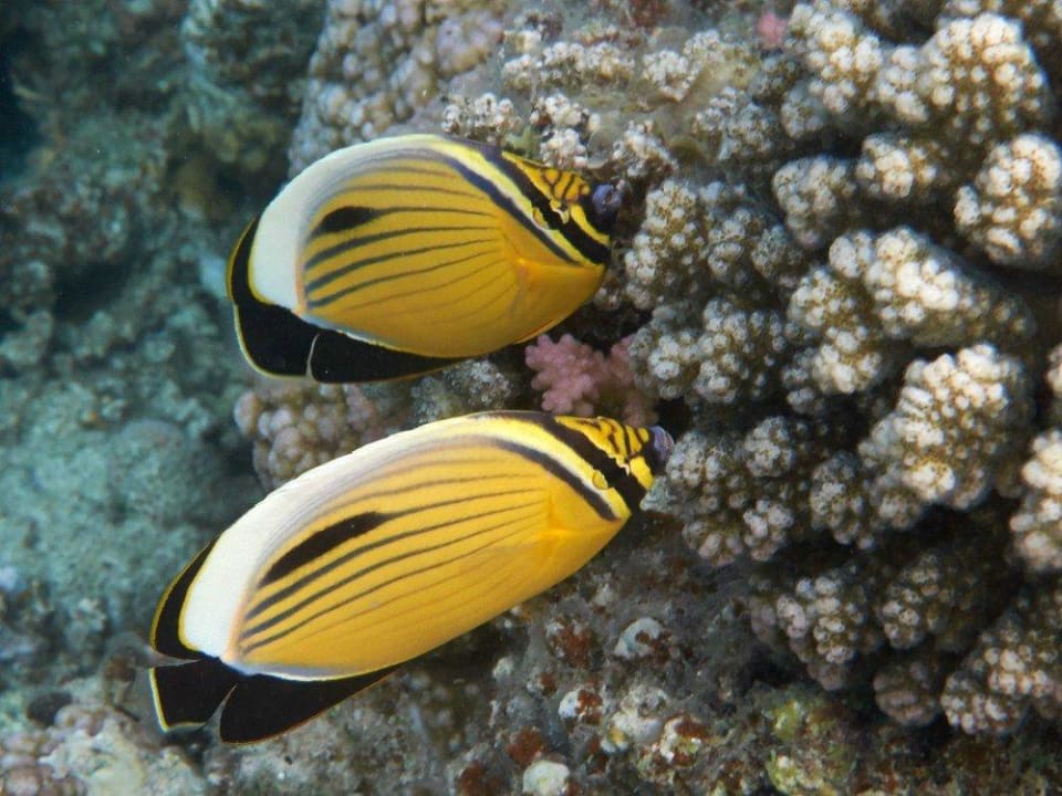 Schnorcheln am Hausriff Malikia Resort Abu Dabbab