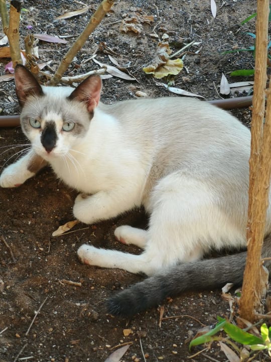 Sonstiges Cactus Royal