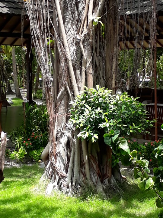 Gartenanlage Adaaran Select Meedhupparu Island Resort - Premium All Inclusive