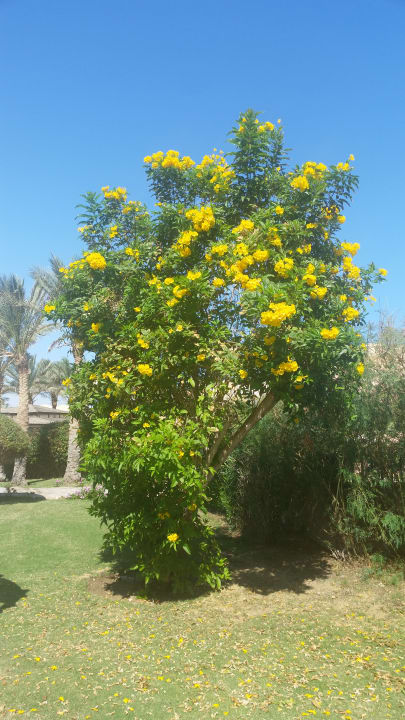 Gartenanlage Radisson Blu Resort, El Quseir