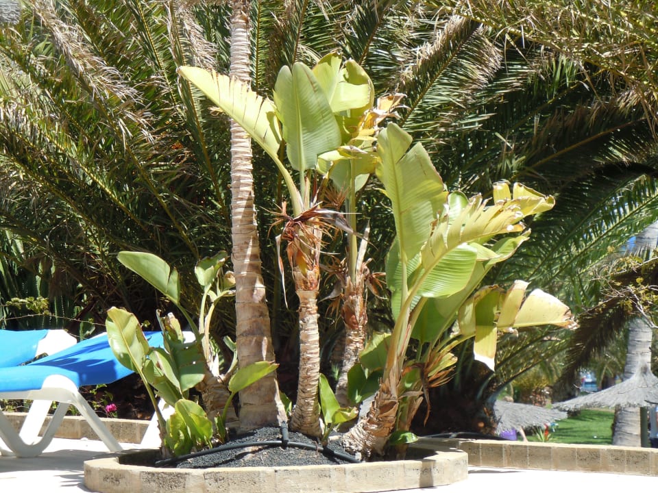 Bepflanzung allsun App.-Hotel Esquinzo Beach