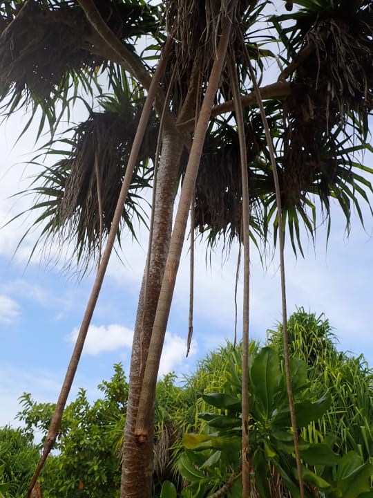 Gartenanlage Hondaafushi Island Resort