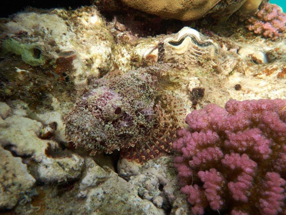 Bärtiger Drachenkopf  Malikia Resort Abu Dabbab