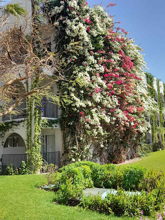 Außenansicht Desert Rose