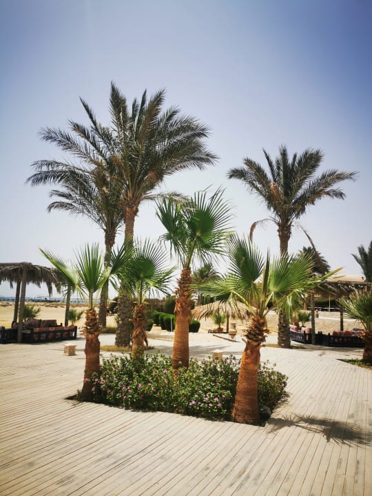 Gartenanlage Shams Alam Beach Resort