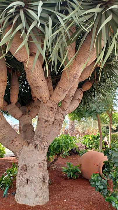 Gartenanlage Hotel Fariones