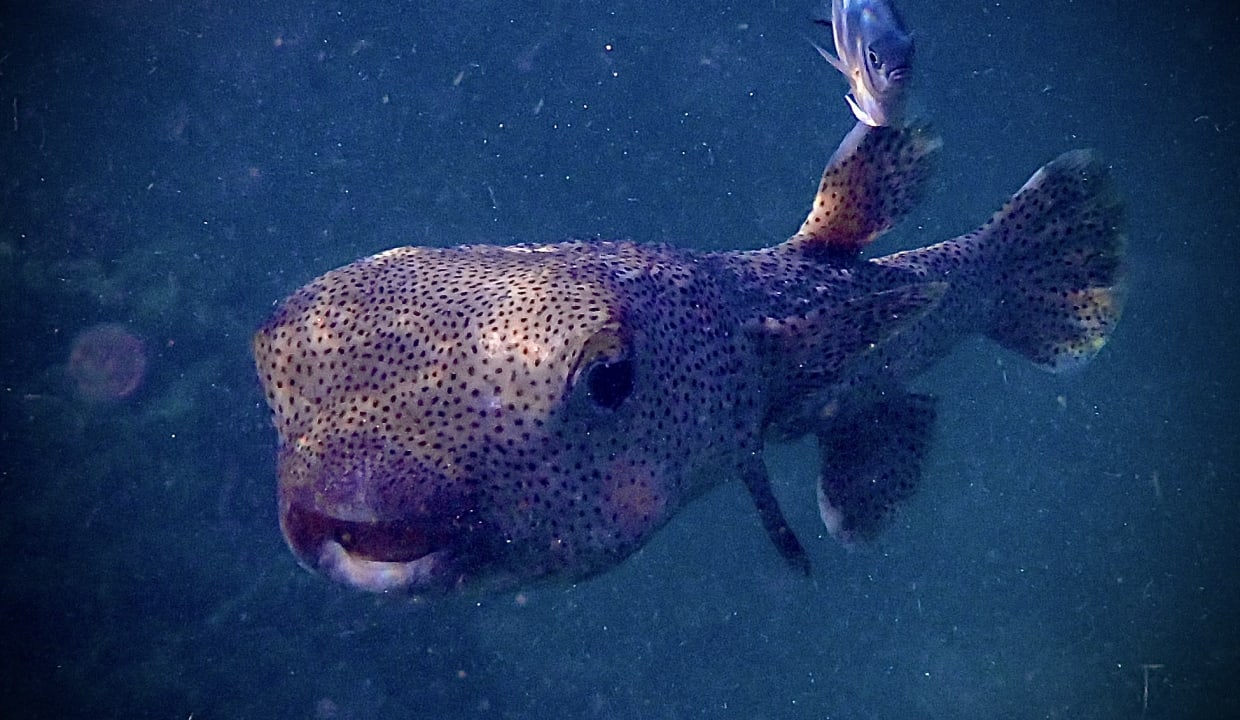 Sport & Freizeit Shams Alam Beach Resort