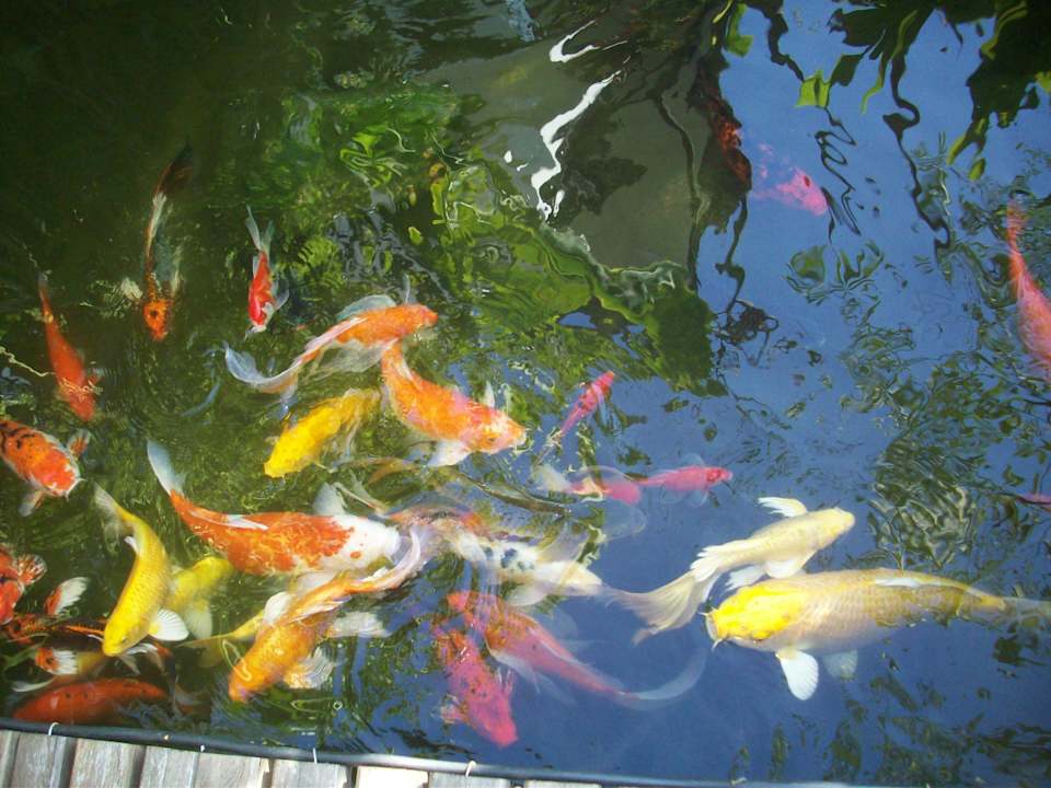 Koi Hotel Takolaburi Khao Lak