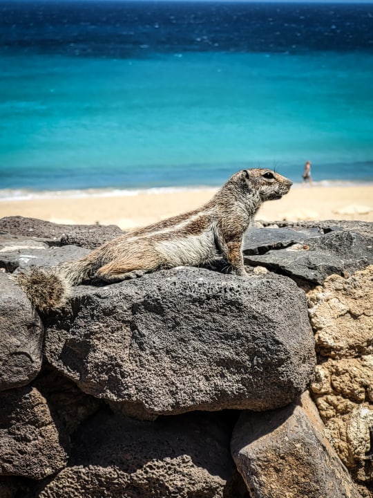Strand allsun App.-Hotel Esquinzo Beach