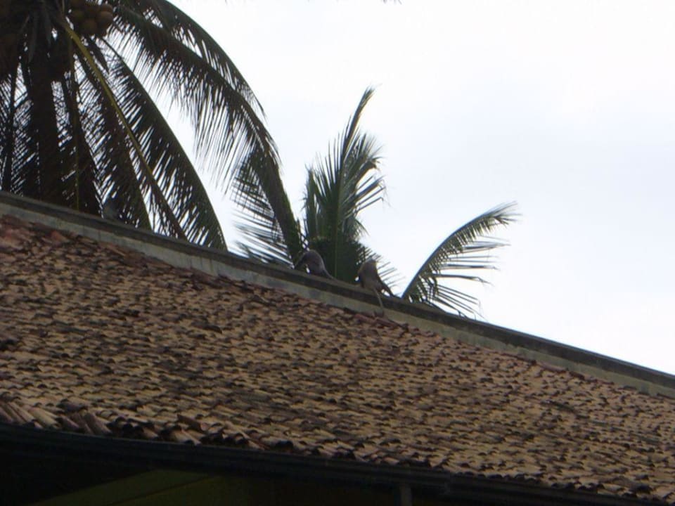 Affen auf der Anlage Turyaa Kalutara