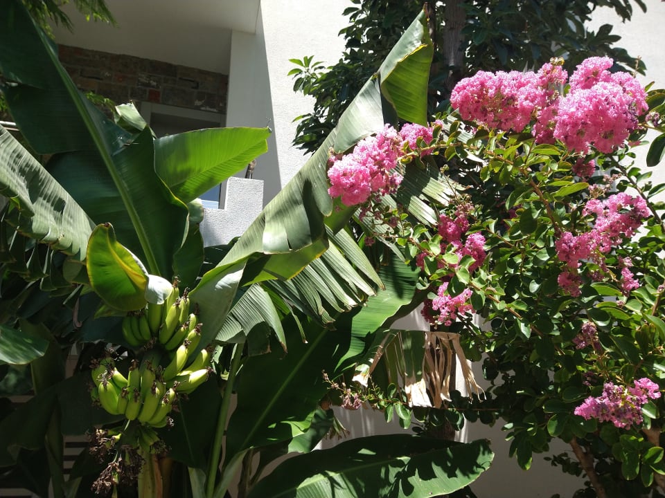 Gartenanlage Sentido Kyknos Beach Adults Only 16+