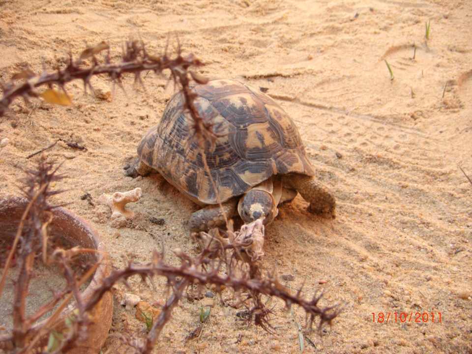 Die Einheimischen Hotels Pickalbatros Alf Leila Wa Leila Resort - Neverland Hurghada