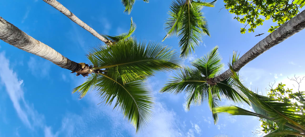 Gartenanlage Bahia Principe Grand Samana - Adults Only
