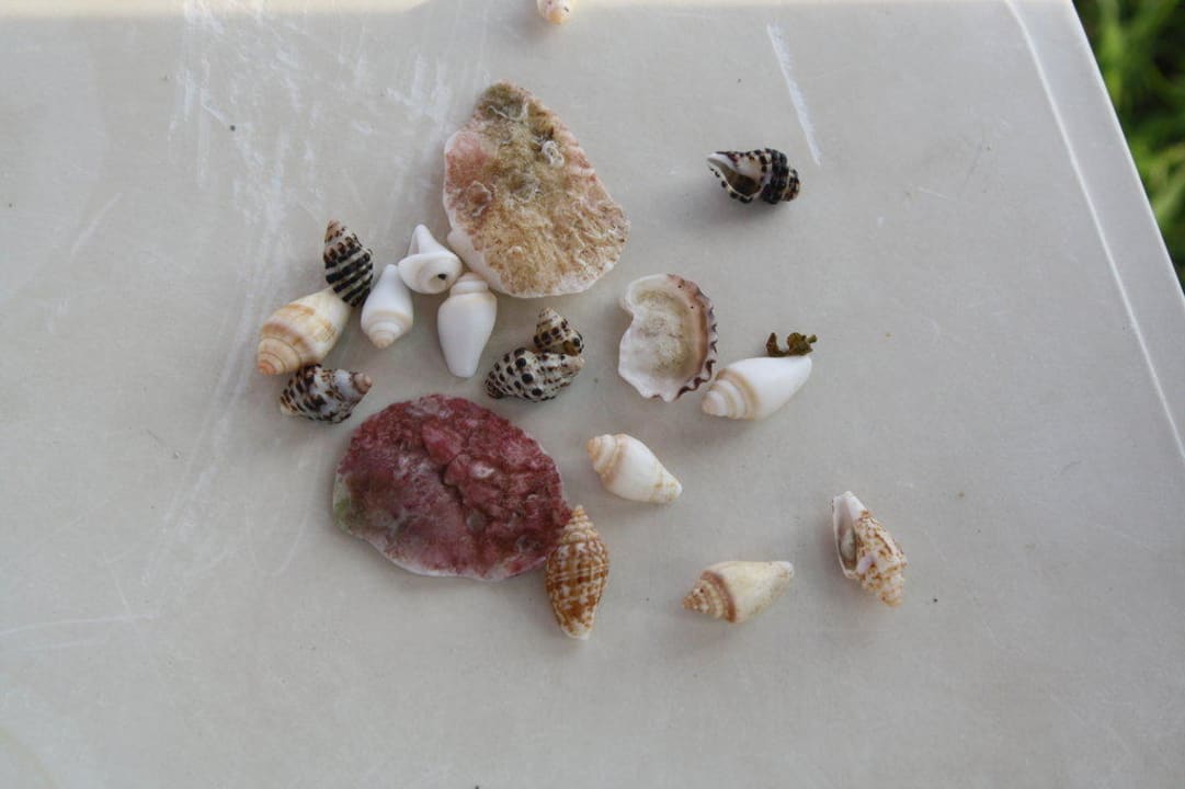 Fundstücke vom Strand Labranda Alantur Resort