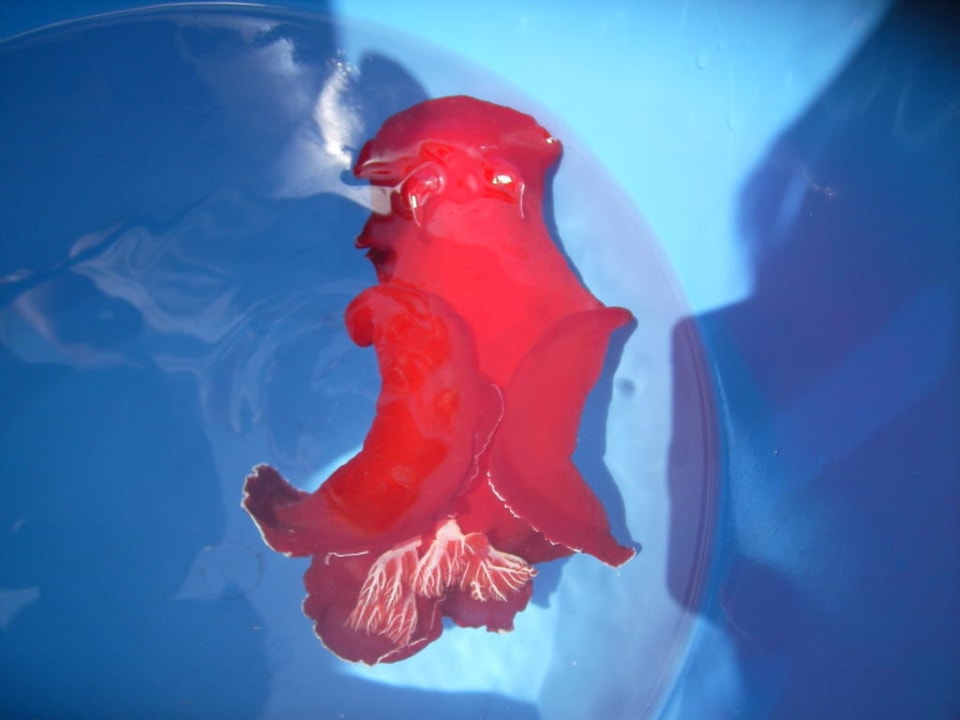 Spanische Tänzerin (Seeschnecke) Pickalbatros Alf Leila Wa Leila Resort - Neverland Hurghada