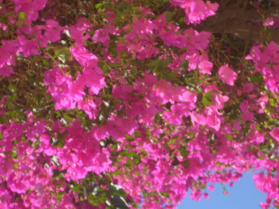 Blütenpracht Apollonia Beach Resort & Spa