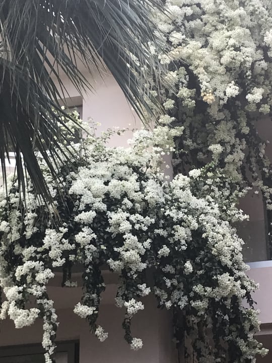 Gartenanlage Cactus Royal