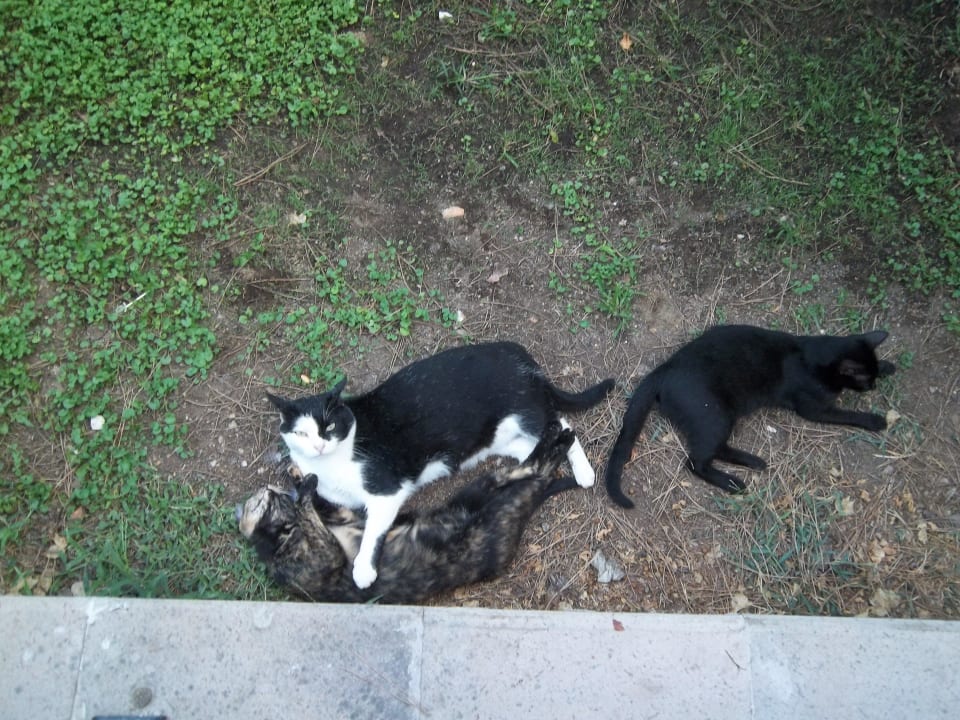 Tierfreundliches Hotel / Hotel Katzen  Papillon Ayscha