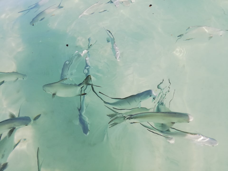 Strand Akumal Bay Beach & Wellness Resort