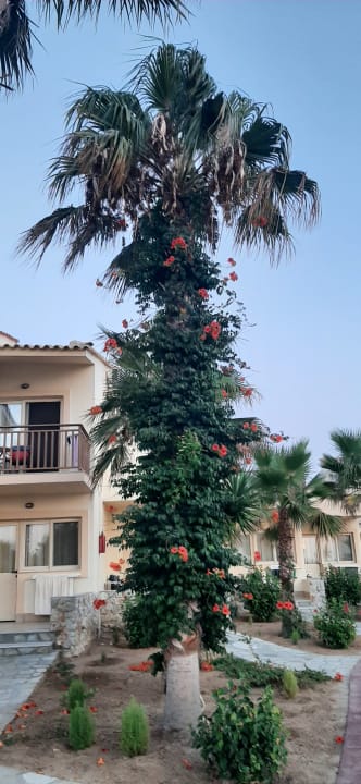 Gartenanlage Achilleas Beach Adults Only