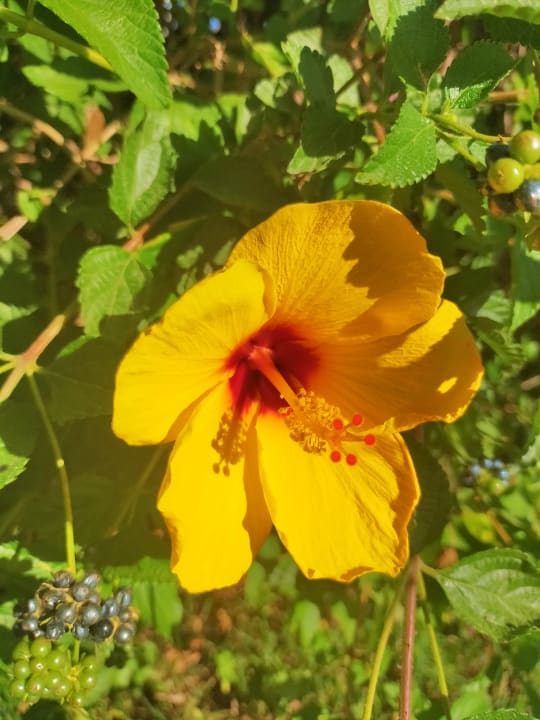 Gartenanlage Atlantica Mikri Poli Crete