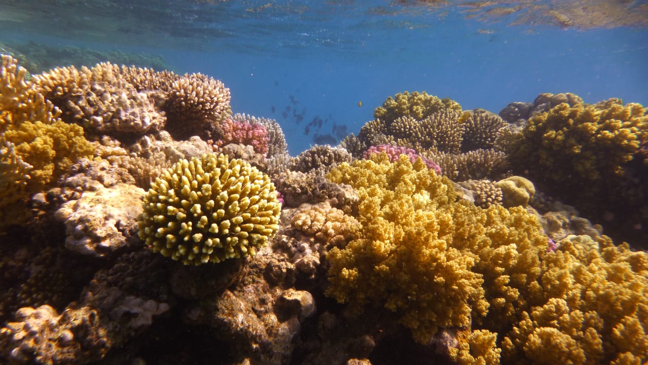 Strand Shams Alam Beach Resort