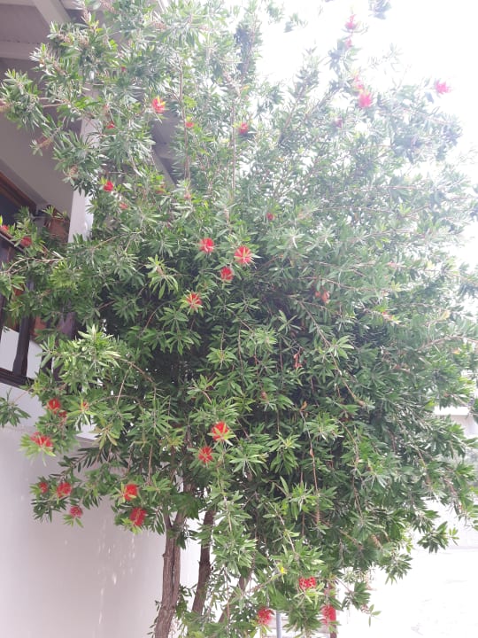 Gartenanlage Akrathos Beach Hotel