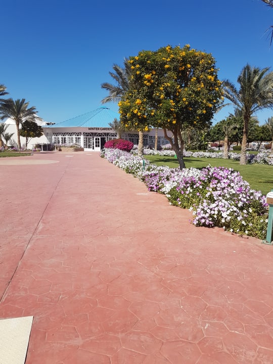 Gartenanlage Desert Rose