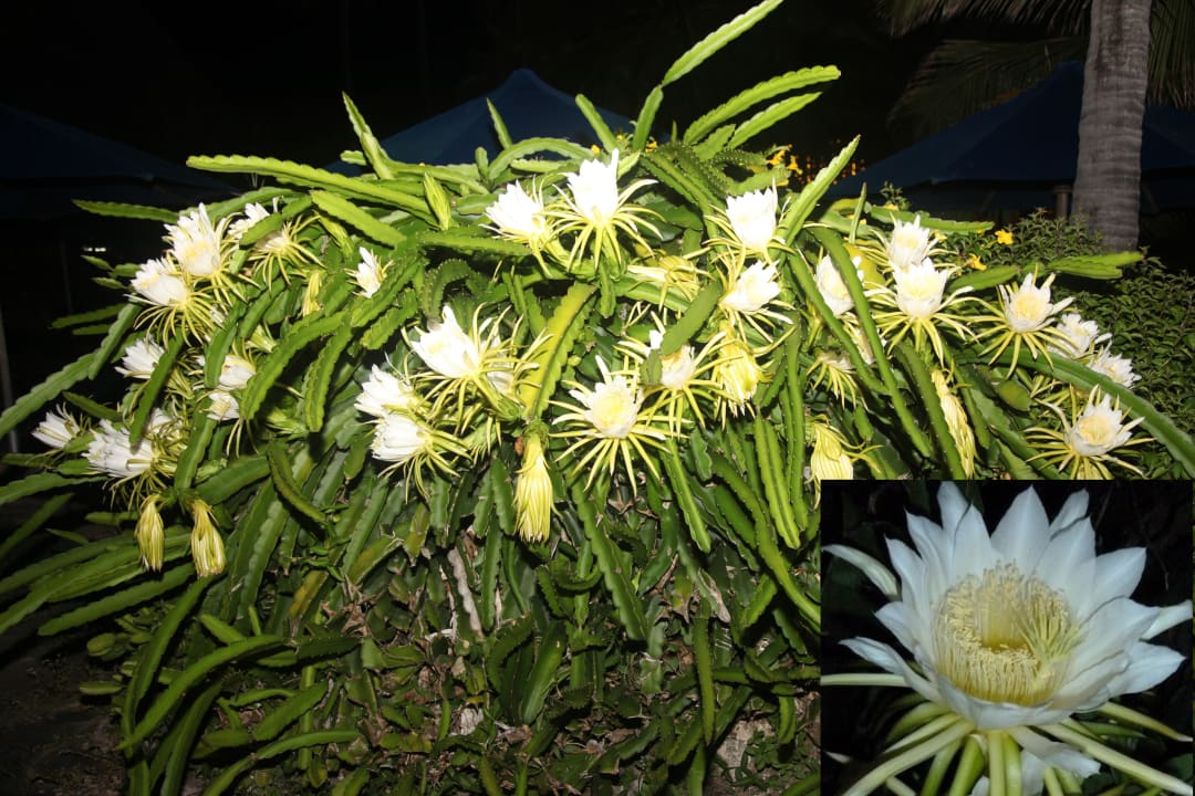 Gartenanlage Bahari Beach Hotel