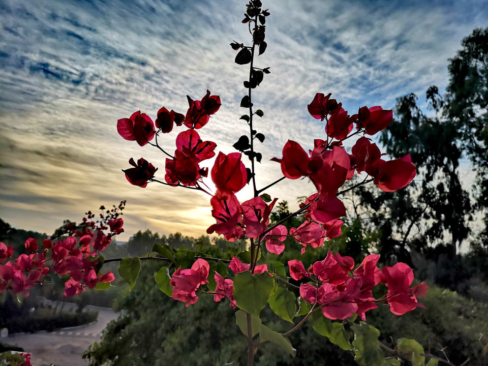 Gartenanlage El Mouradi Club Kantaoui