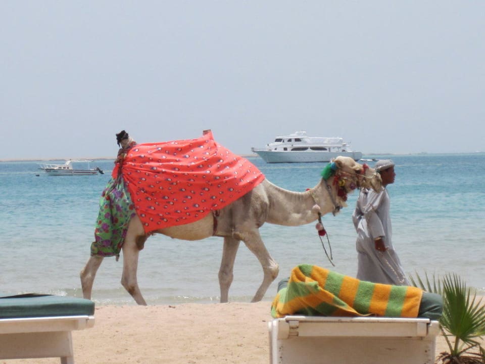 Camel Oscar Giftun Azur Resort