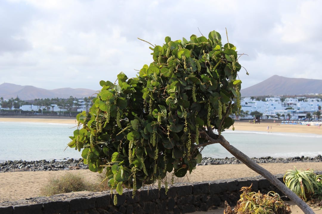 Am Strand Seaside Hotel Los Jameos