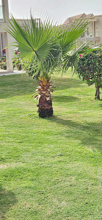 Gartenanlage Pickalbatros Sea World Resort - Marsa Alam