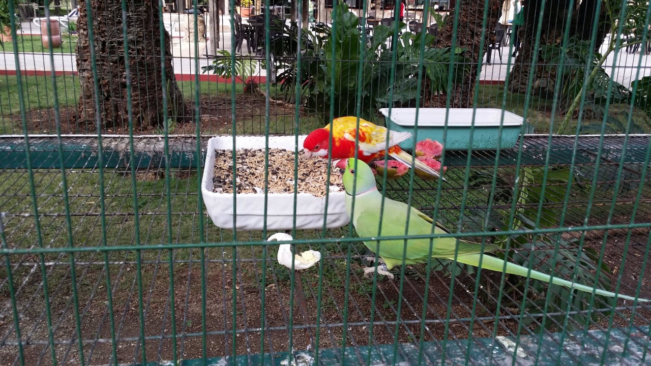 Vögel Hotel Los Caneyes