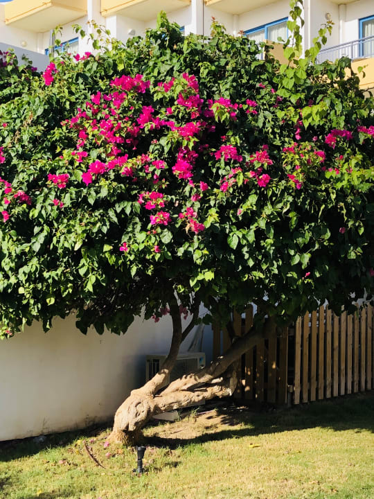 Gartenanlage Hotel Aphrodite Beach Club