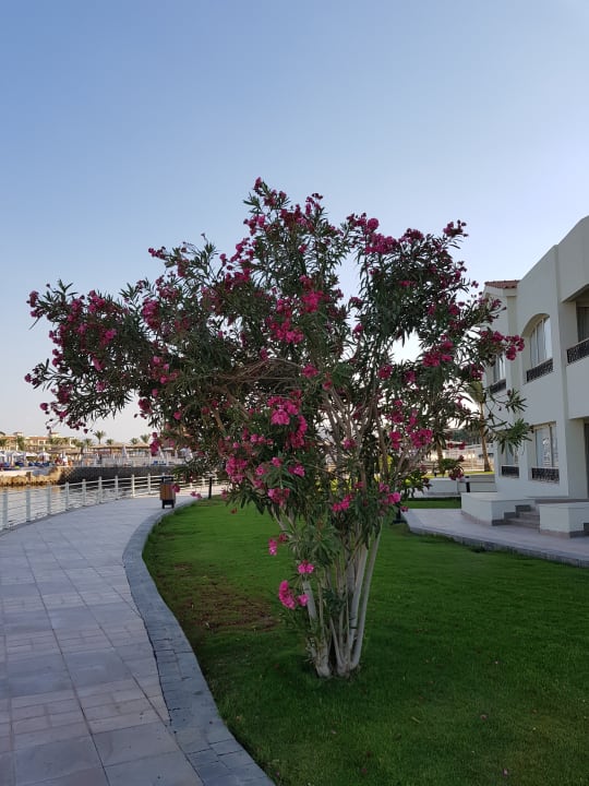 Gartenanlage Pickalbatros Dana Beach Resort - Hurghada
