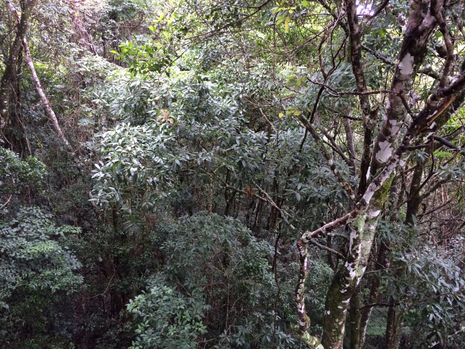 Sonstiges O'Reilly's Rainforest Resort