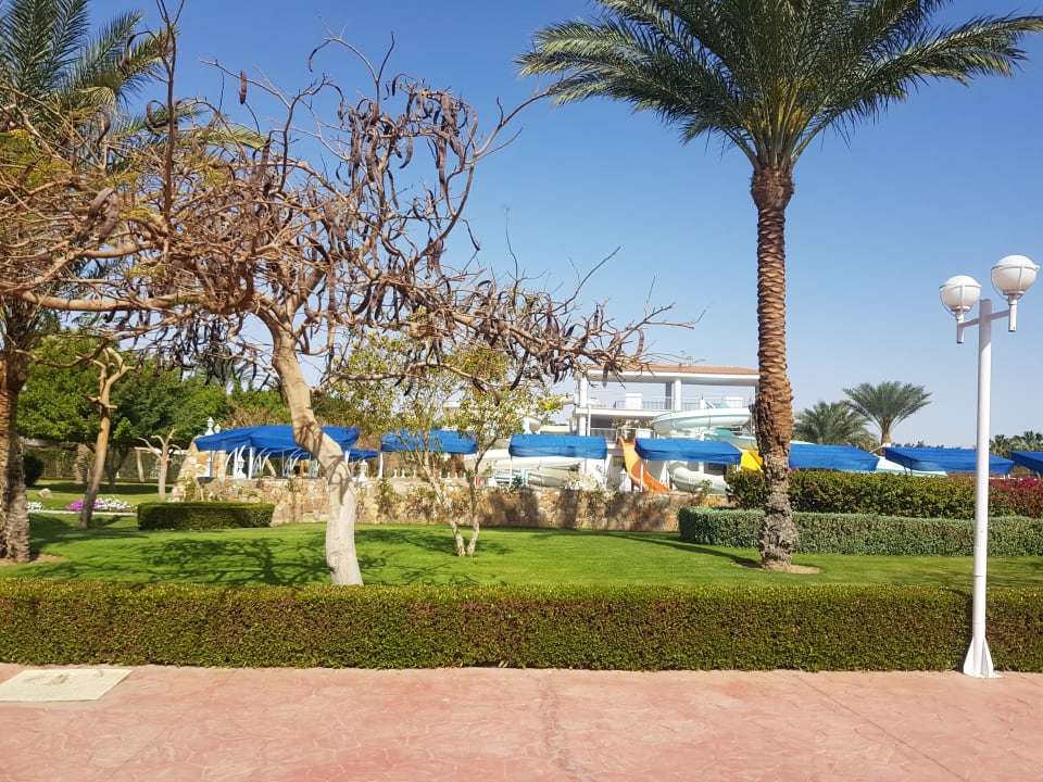 Sport & Freizeit Desert Rose